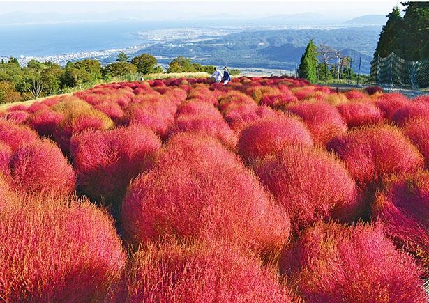 びわこ箱館山(滋賀県高島市)