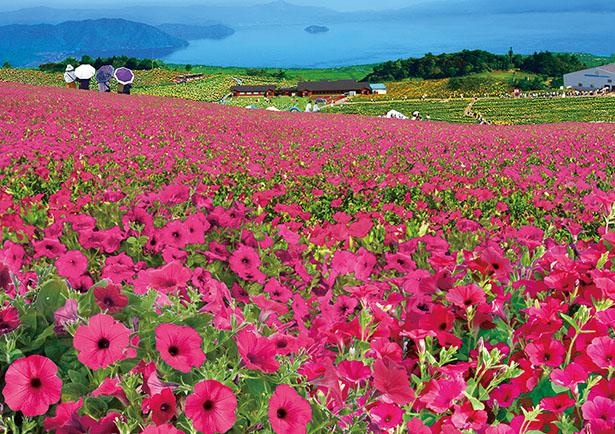 びわこ箱館山(滋賀県高島市)