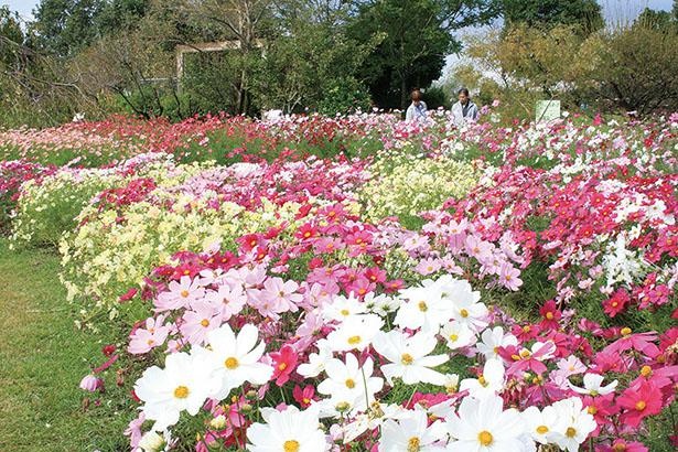 フラワーパーク江南 秋のイベント(愛知県江南市)