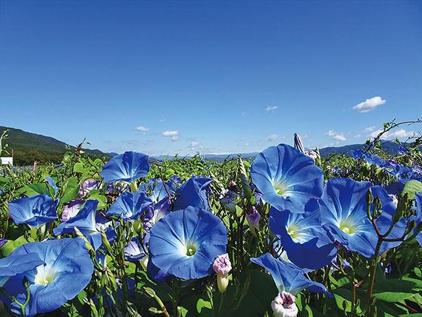 ヘブンリーブルーの花畑(長野県箕輪町)