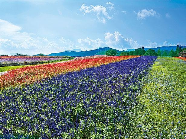 メナード青山リゾート ハーブガーデン(三重県伊賀市)