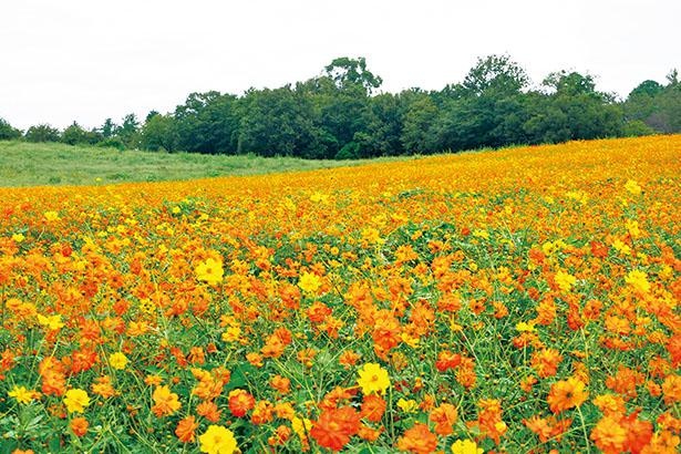 愛知牧場のコスモス(愛知県日進市)