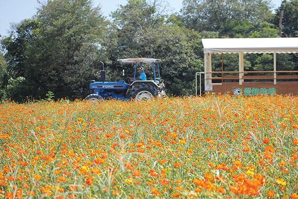 愛知牧場のコスモス(愛知県日進市)