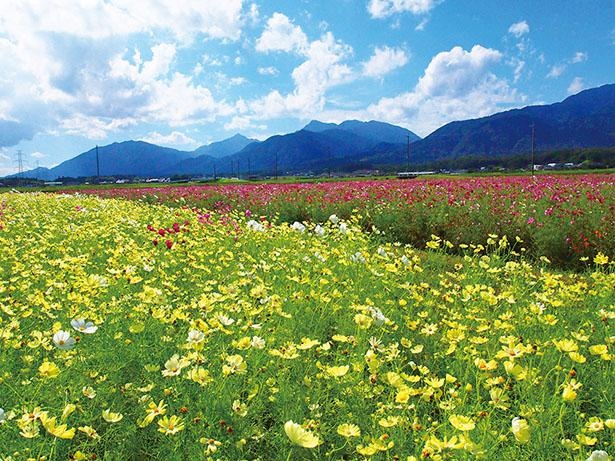 菰野町のコスモス畑(三重県菰野町)