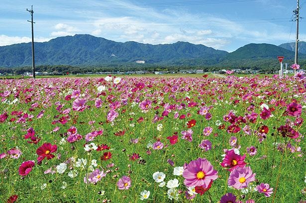 菰野町のコスモス畑(三重県菰野町)