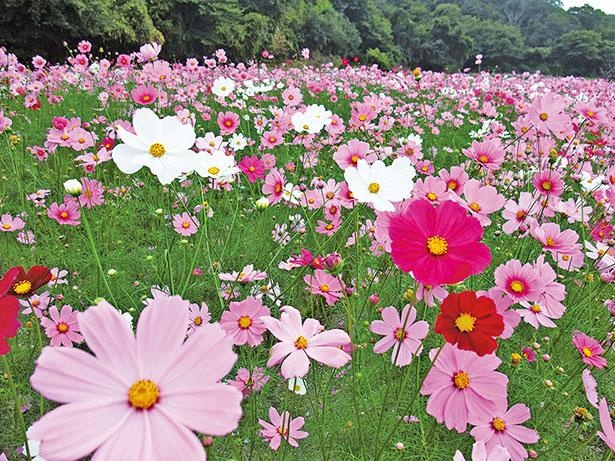 南知多コスモス街道(愛知県南知多町)