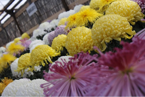 魅力あふれる菊が集結 福島県二本松市で 霞ヶ城公園菊花展 が開催中 ウォーカープラス