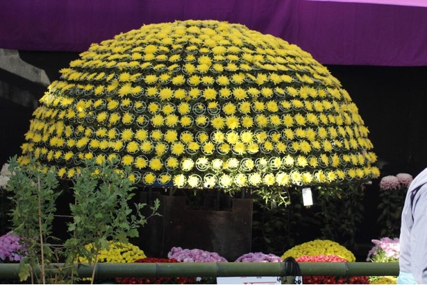 魅力あふれる菊が集結 福島県二本松市で 霞ヶ城公園菊花展 が開催中 ウォーカープラス