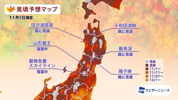 東北の紅葉(モミジ)見頃予想マップ(情報は2023年11月1日発表 ウェザーニューズ)