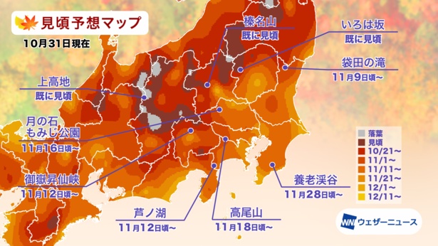 関東の紅葉(モミジ)見頃予想マップ(情報は2024年10月31日発表 ウェザーニューズ)