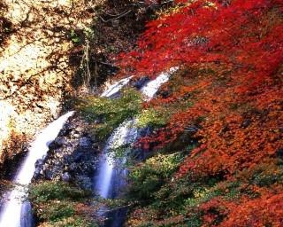 ヤマモミジの美しさは格別！茨城県大子町の「月待の滝」で11月中旬から紅葉が見頃