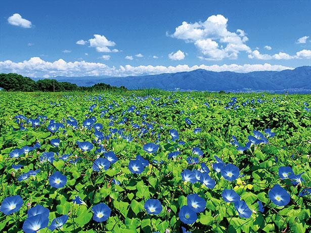 ヘブンリーブルーの花畑(長野県箕輪町)