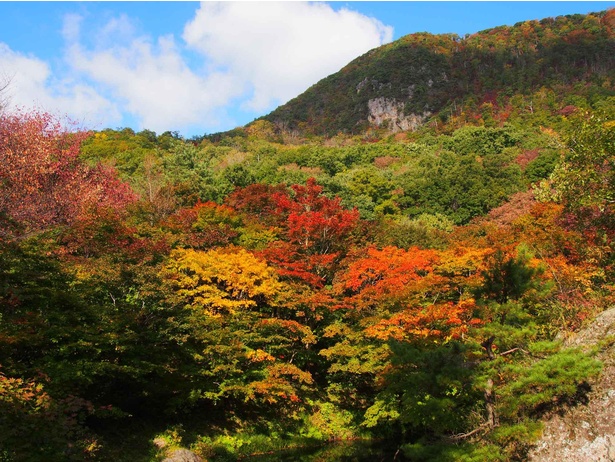 佐渡一の紅葉を堪能 新潟県佐渡市の紅葉山で紅葉が見頃 紅葉名所 ウォーカープラス