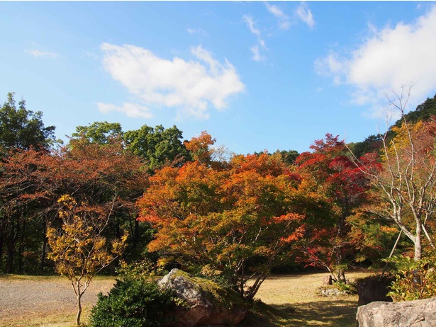 画像3 3 佐渡一の紅葉を堪能 新潟県佐渡市の紅葉山で紅葉が見頃 ウォーカープラス