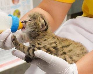 名古屋・東山動植物園のサーバルカップルのラブラブぶりが話題！ 超絶キュートな赤ちゃんも誕生