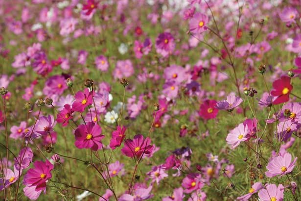 赤やピンク、白色のかれんな花が咲く代表的な品種「センセーション」が18万本も！ / 今浜町 コスモス畑