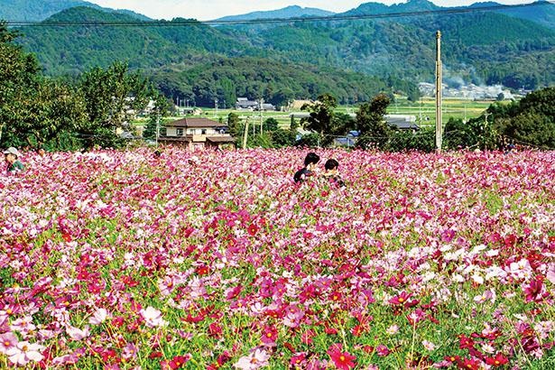 山里風景に色とりどりの花が咲く「コスモスの小径」(愛知県新城市)