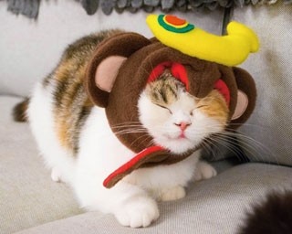 可愛すぎてたまらない！“猫の日”に行くべき大阪の最新ねこカフェ3店