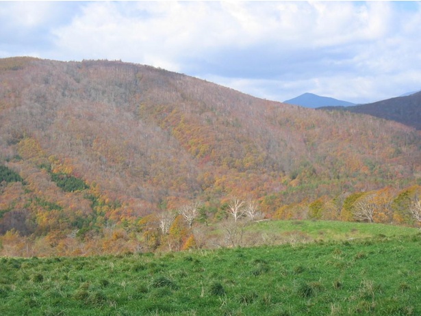 紅葉狩りルートとして人気 岩手県遠野市の荒川高原で紅葉が見頃 紅葉名所 ウォーカープラス