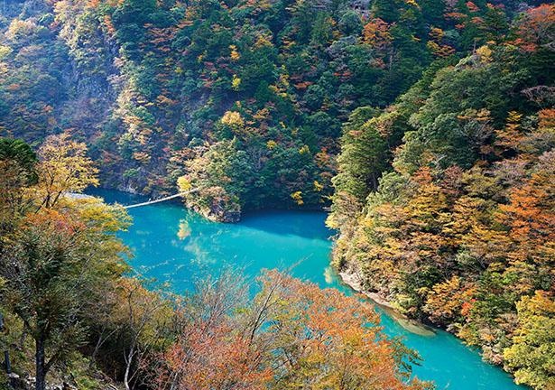 夢のつり橋から紅葉を一望 ジビエやsl列車 温泉も満喫できる 静岡県 寸又峡ドライブコース ウォーカープラス
