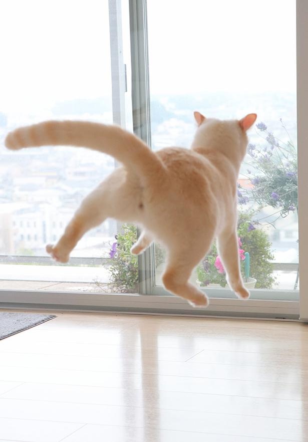重力を感じさせないジャンプは、さすが“忍者猫”！