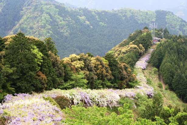 広大な公園で和歌山の大自然に癒されよう/みやまの里森林公園