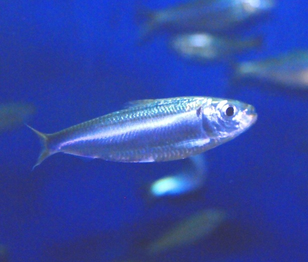 【写真】岡山県民には「ままかり」と呼ばれる魚。郷土料理に使用される名産品でもある