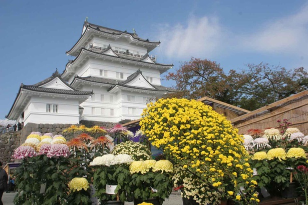 小田原城をバックに鮮やかな菊が並ぶ「小田原城菊花展」