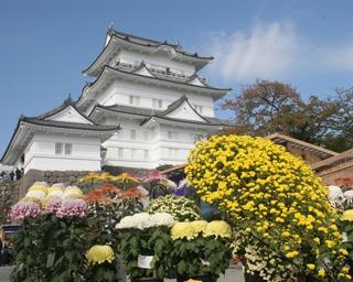美麗な菊が楽しめる祭典！第70回小田原城菊花展が開催