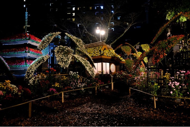 11月7日(土)～15(日)は、期間限定で夜間開園を行い、ライトアップされた幻想的なシーンを演出　１
