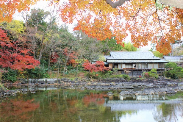 11月下旬からは、明治期の旧皇族の別邸「楽寿館」付近など園内各所で紅葉も楽しめる　１
