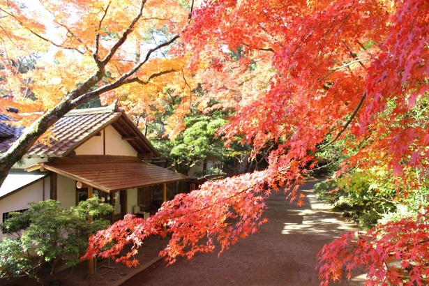 11月下旬からは、明治期の旧皇族の別邸「楽寿館」付近など園内各所で紅葉も楽しめる　２
