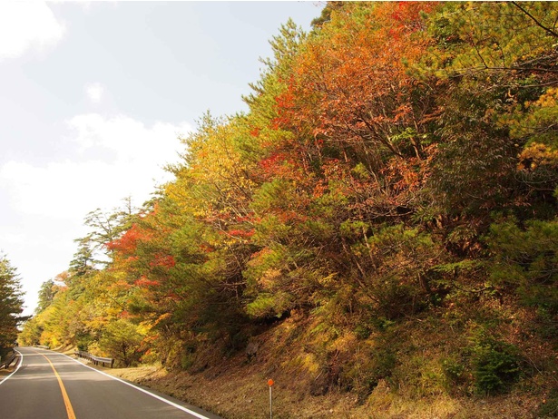 宮崎県道・鹿児島県道1号線小林えびの高原牧園線は紅葉ドライブコースとして楽しむことができる