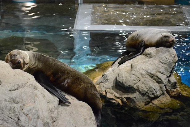 京都水族館 夜のすいぞくかん が延長 幻想的な空間でクラゲやイルカに会える ウォーカープラス