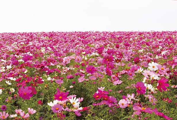 約100万本が咲き誇り、10月上旬～11月上旬に一番の見ごろを迎える / 観光農園 花ひろば