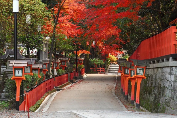 11月中旬～12月上旬ごろ、石畳に灯籠が続く北参道などでは紅葉が色付く