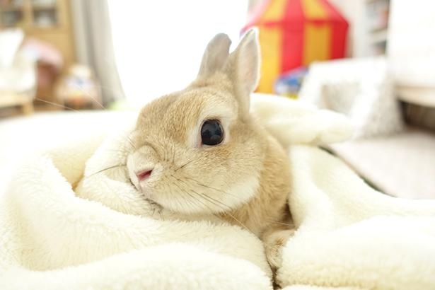 ウサギ界の神 モキュ様の素顔とは こぼれ落ちそうなほど大きな瞳にキュン ウォーカープラス