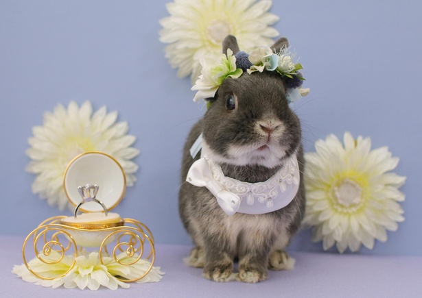 かわいいファッションで注目を集めるウサギのミントくん かまってエピソードも悶絶級 ウォーカープラス