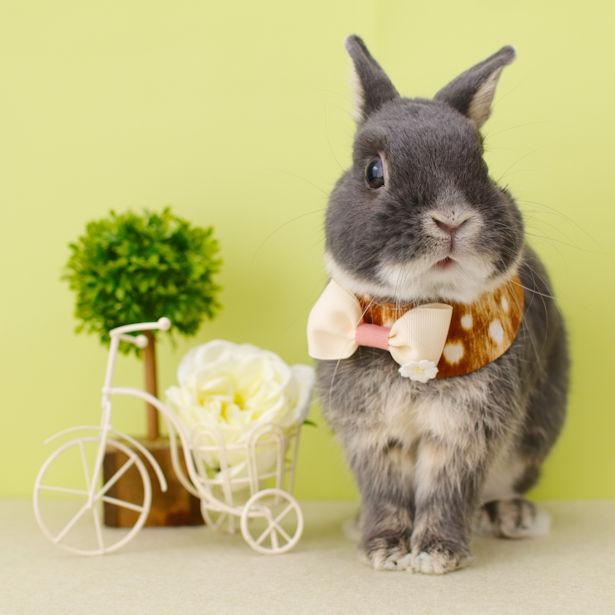 かわいいファッションで注目を集めるウサギのミントくん かまってエピソードも悶絶級 ウォーカープラス