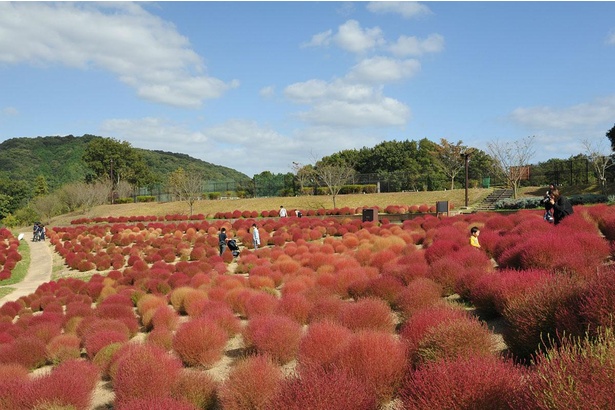 “紅葉する草”コキア(花巡りの丘)2019年10月撮影