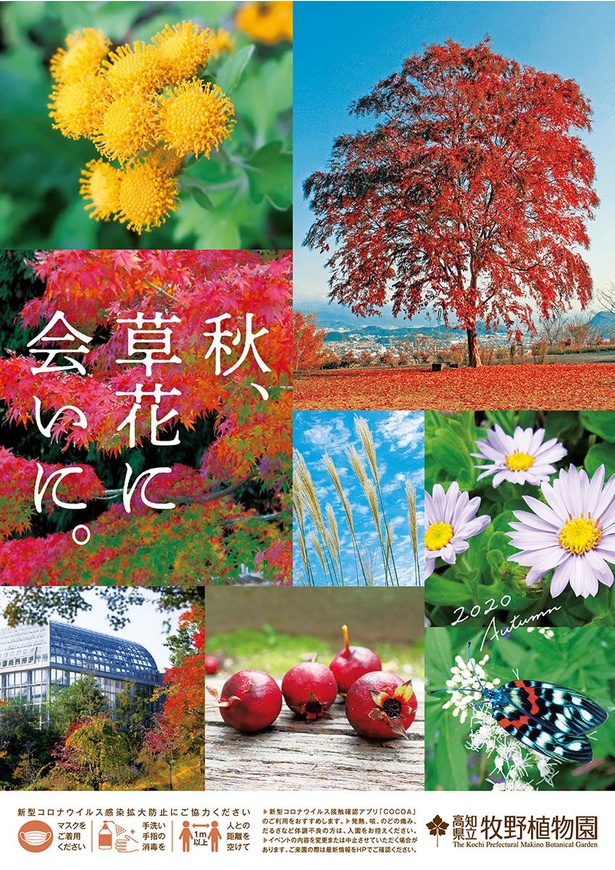 高知県立牧野植物園・秋のイベントチラシ・表