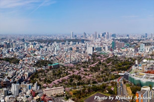 「東京シティビュー」から見える青山霊園の桜並木