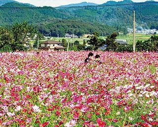 愛知県が誇る、秋の花名所3選！コスモスなどが作り出す色鮮やかな絶景に感動