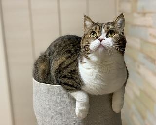 「西田敏行に似ている」とSNSで話題！猫のまめすけくんの圧倒的貫禄がすごい