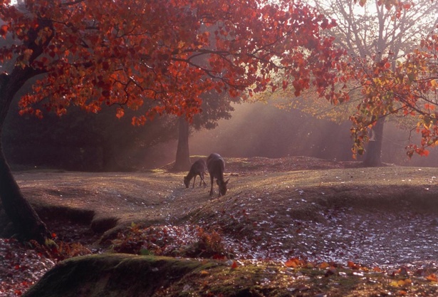 奈良公園で紅葉の見頃を迎える