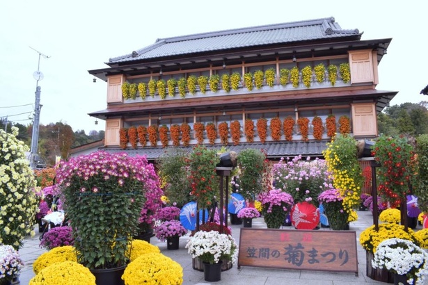 日本最古の菊まつり 茨城県の笠間稲荷神社などで 第113回 笠間の菊まつり が開催中 ウォーカープラス