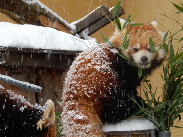 旭山動物園の冬でも元気なレッサーパンダ 冬は繁殖の季節 ウォーカープラス