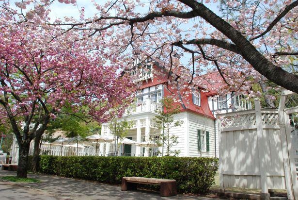 桜や紅葉など、江戸東京たてもの園ではさまざまな植物を楽しむことができる