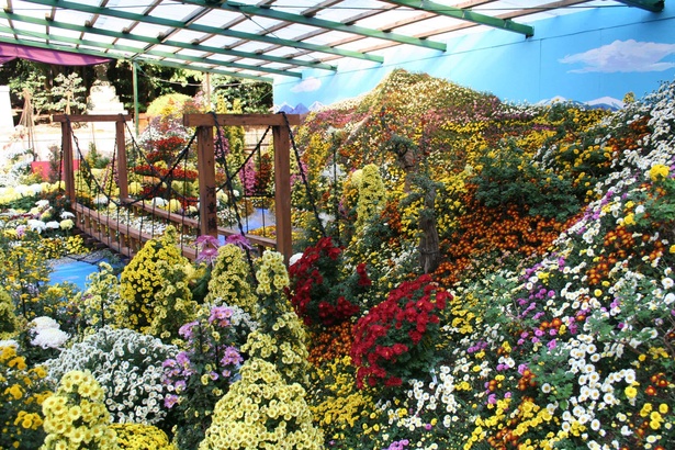 鮮やかな菊の祭典 紅葉も見頃 新潟県の弥彦神社で 弥彦菊まつり が開催 ウォーカープラス