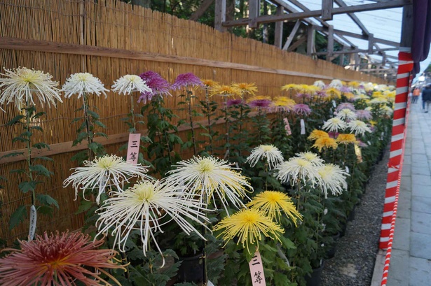 菊作り愛好家が一年間丹精込めて育てた名作が弥彦神社の境内に所狭しと並ぶ